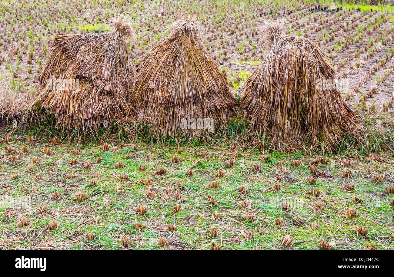 Matang, a Gejia Village in Guizhou, China.  Rice Paddy after Harvesting. Stock Photo