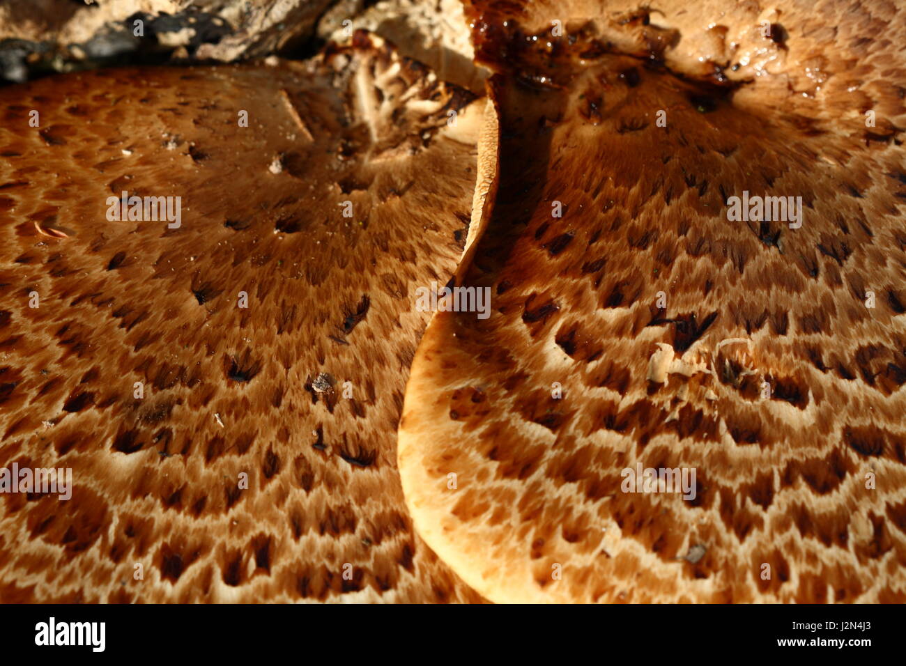 Dryad's Saddle fungus Stock Photo