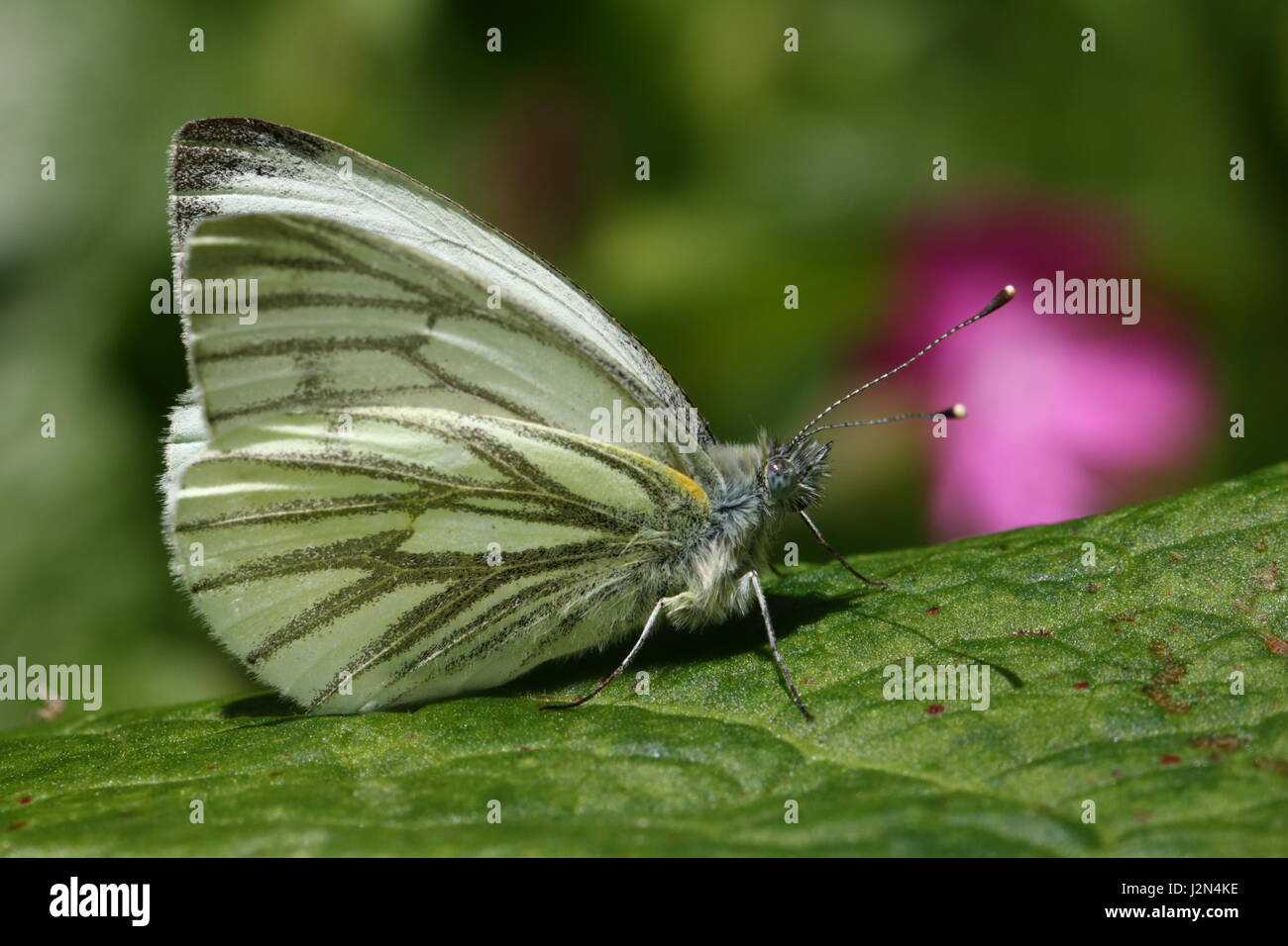 Male Green-veined White Butterfly Stock Photo