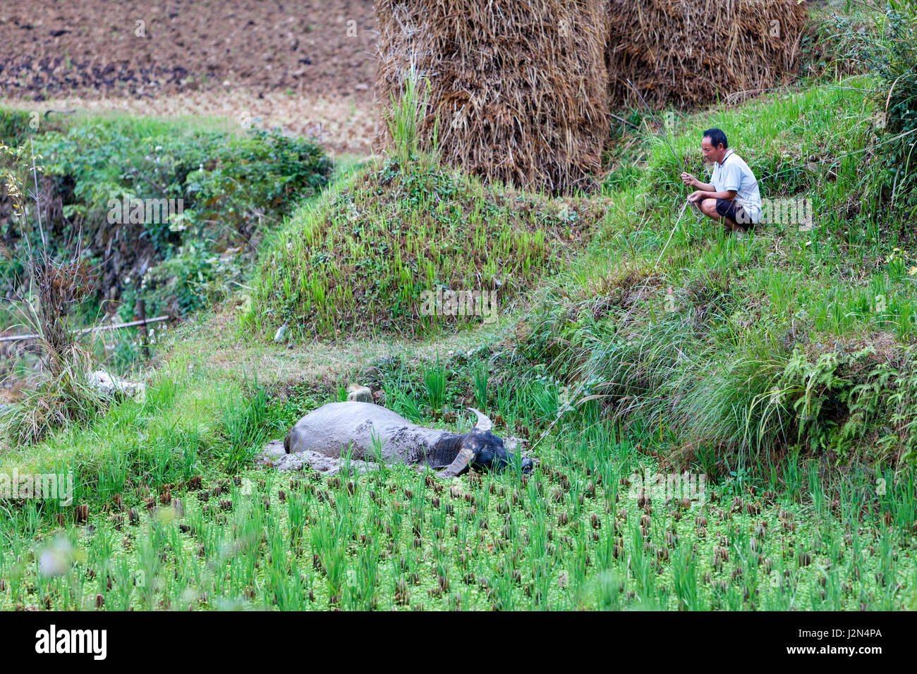 Matang, a Gejia Village in Guizhou, China.  A Farmer Watching his Water Buffalo Bathe in Rice Paddy Mud. Stock Photo