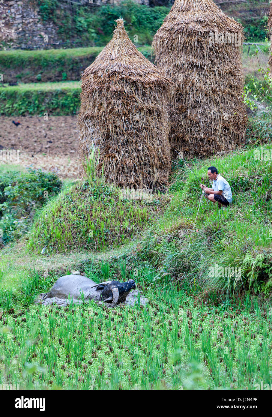Matang, a Gejia Village in Guizhou, China.  A Farmer Watching his Water Buffalo Bathe in Rice Paddy Mud. Stock Photo