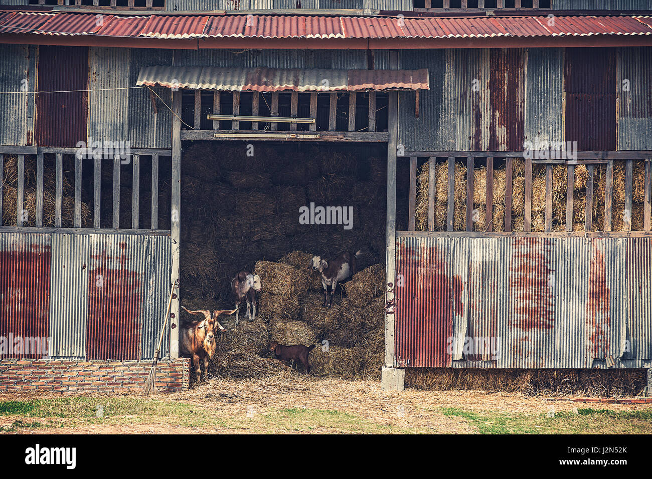 old rustic hay barn with goats in vintage style tone Stock Photo