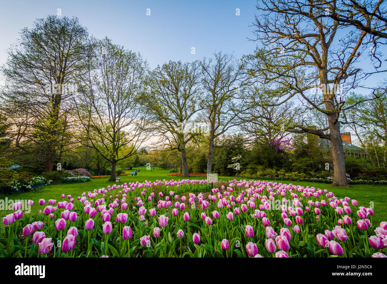 Tulips at Sherwood Gardens Park, in Guilford, Baltimore, Maryland Stock Photo Alamy