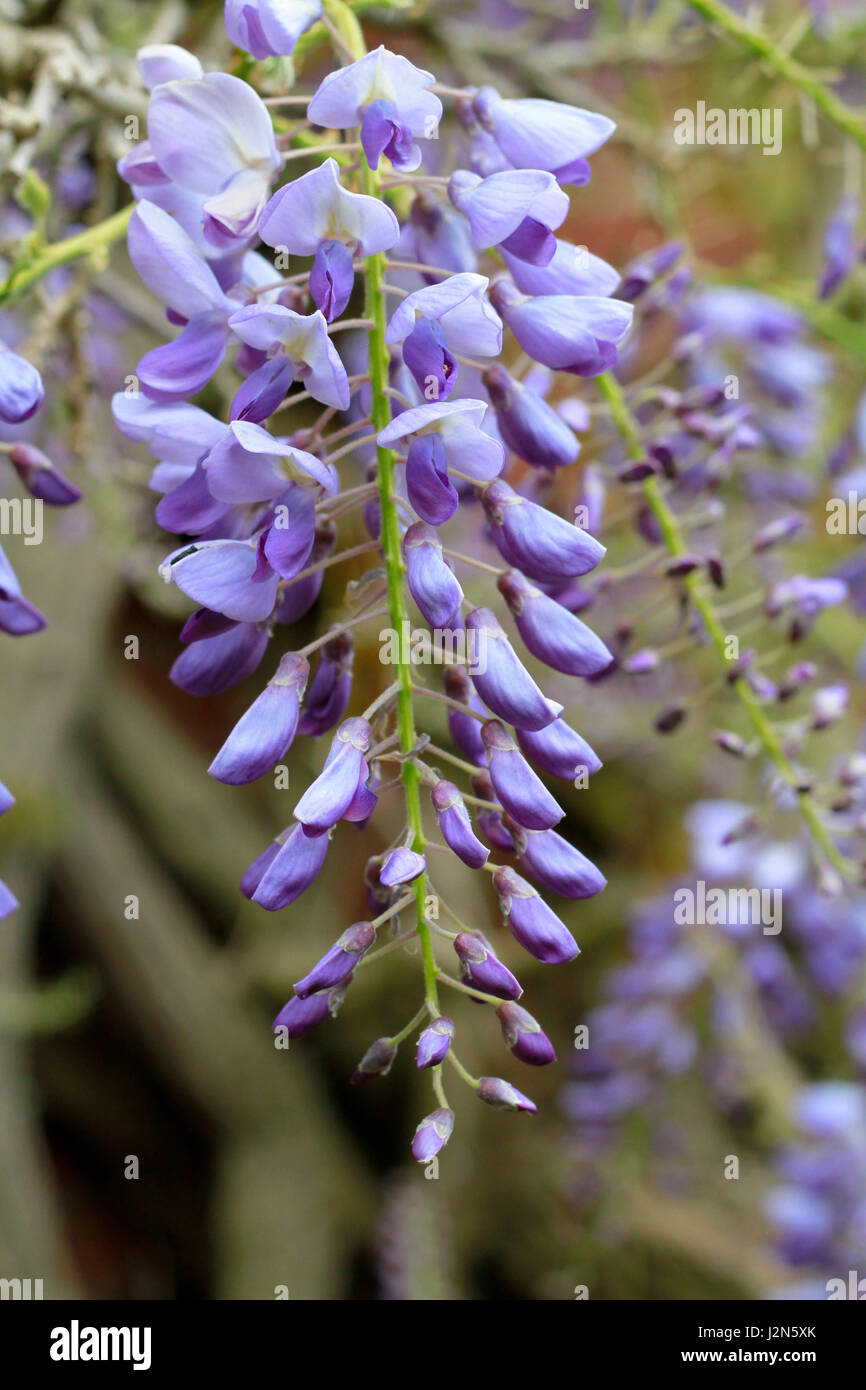 Wisteria Sinensis, Chinese Wisteria, Chinese Kidney Bean, Papilionaceae, Fragrant Pea-like flowers Stock Photo