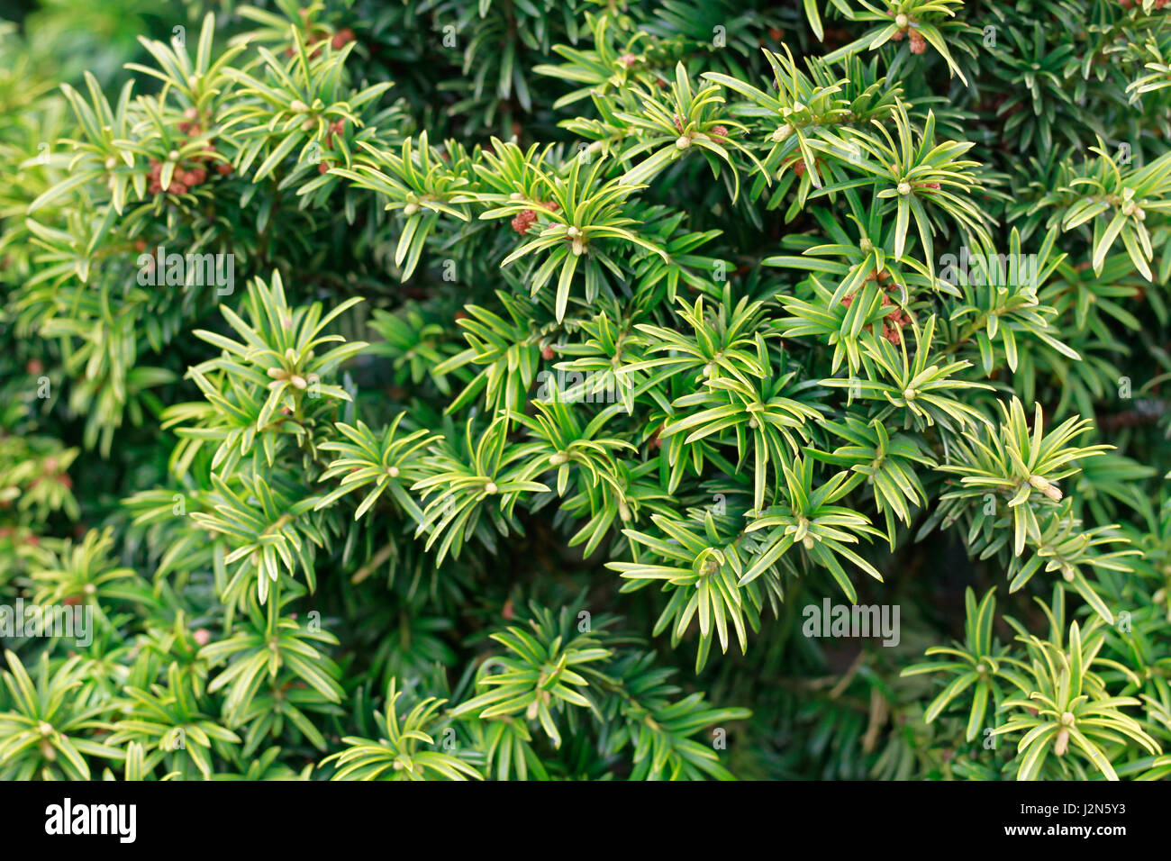 English yew tree hi-res stock photography and images - Alamy