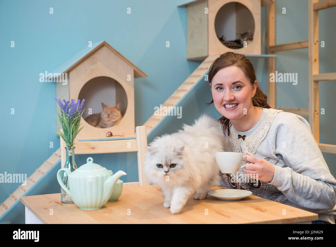 Maison De Moggy, Scotlands first Cat Cafe is due to open on Sunday in Stockbridge, Hamilton Place, Owner Laur Stock Photo