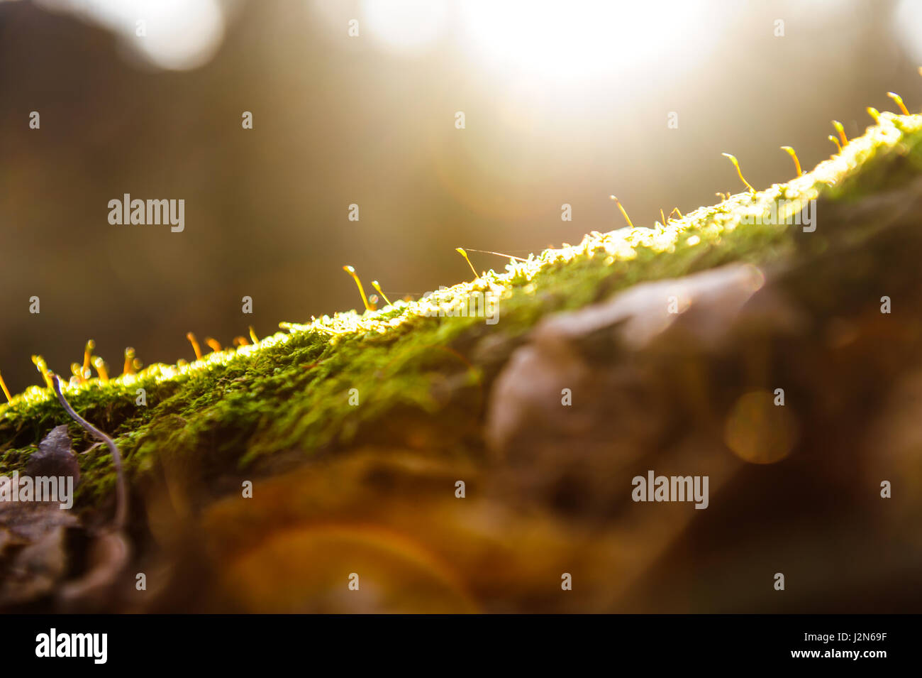 Closeup woodland moss hi-res stock photography and images - Alamy