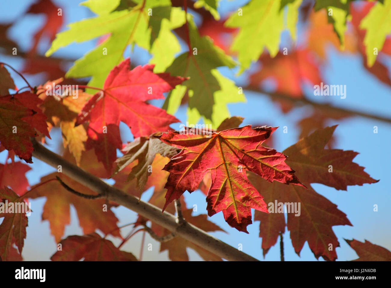 Maple leaves changing color Stock Photo