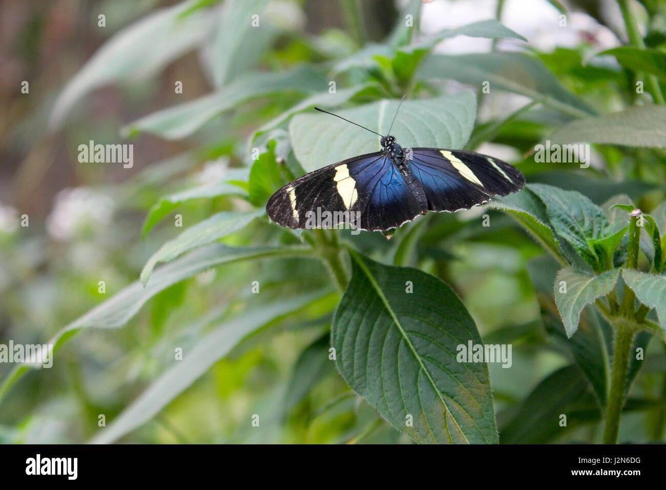 Sappho Longwing Tropical Butterfly in Jungle Stock Photo