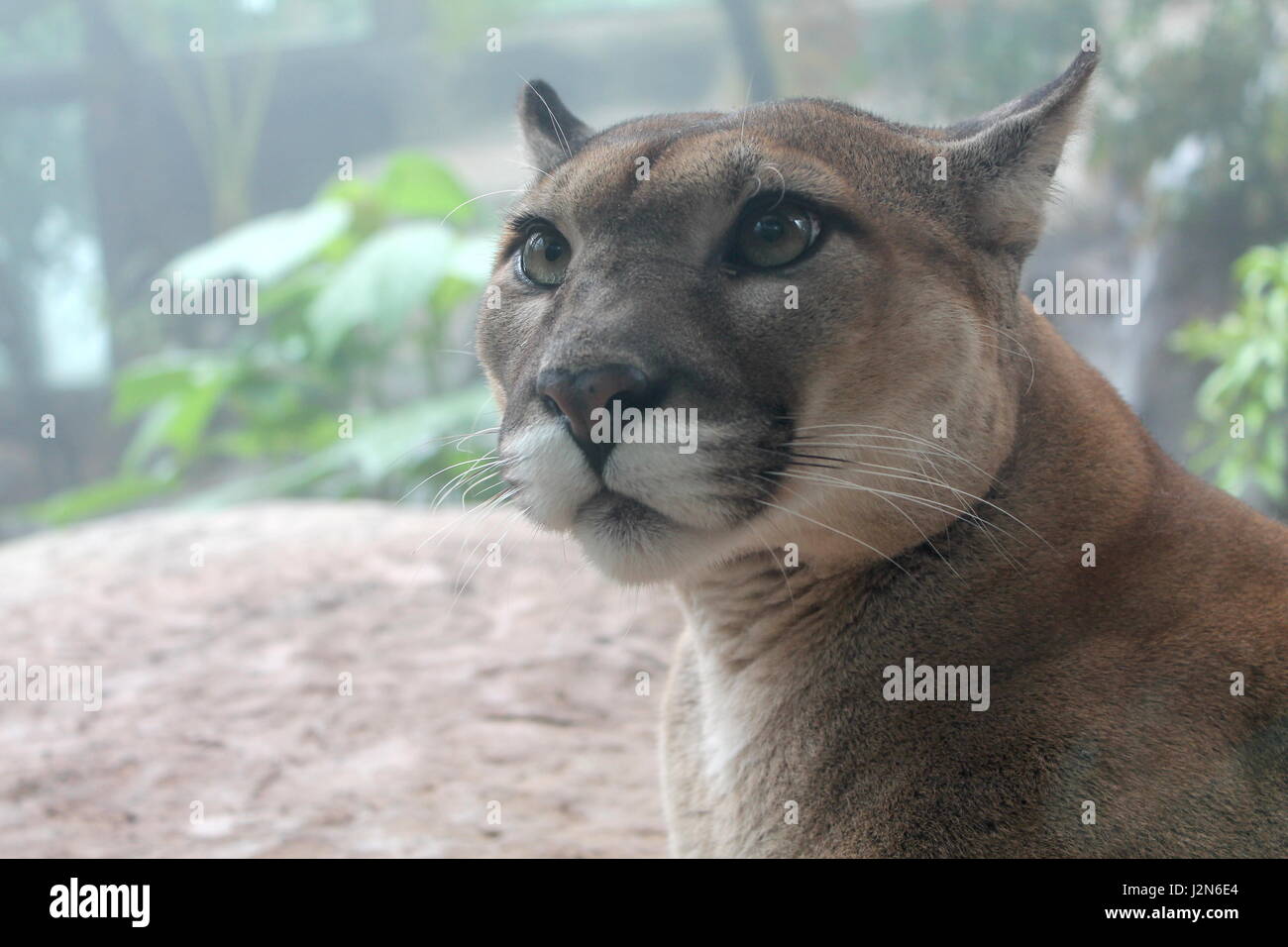Puma in rainforest hi-res stock photography and images - Alamy