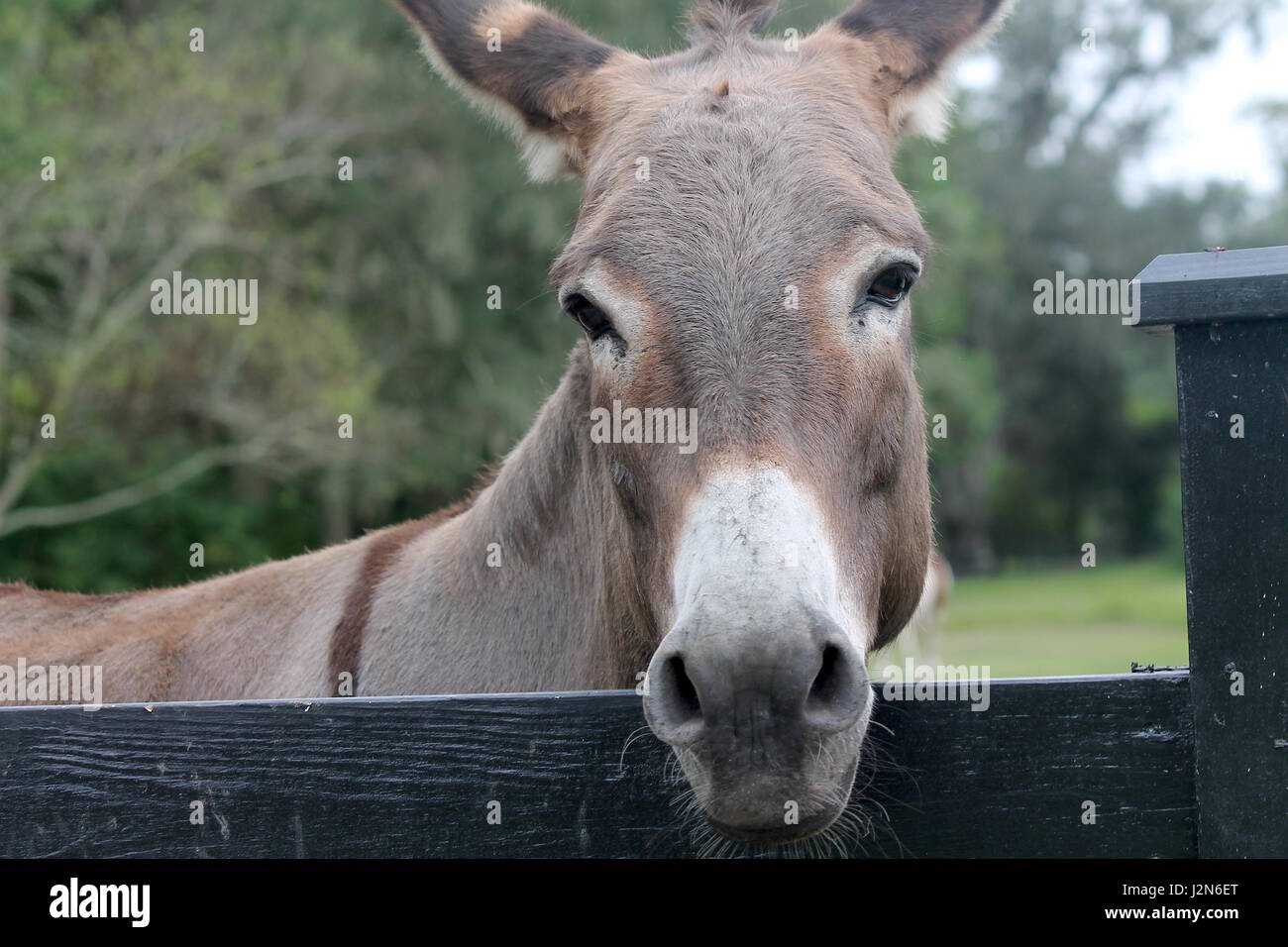 Brown donkey in stable Stock Photo