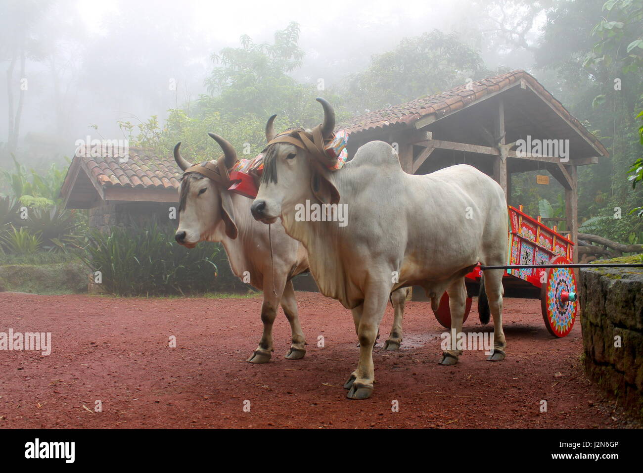 White Oxen in Costa Rica Stock Photo