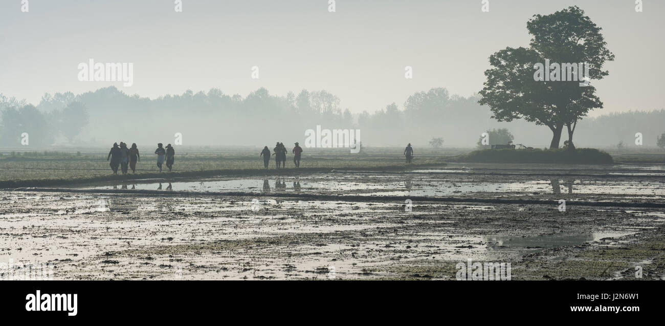 workers going to work at rice farm on hazy day. Stock Photo