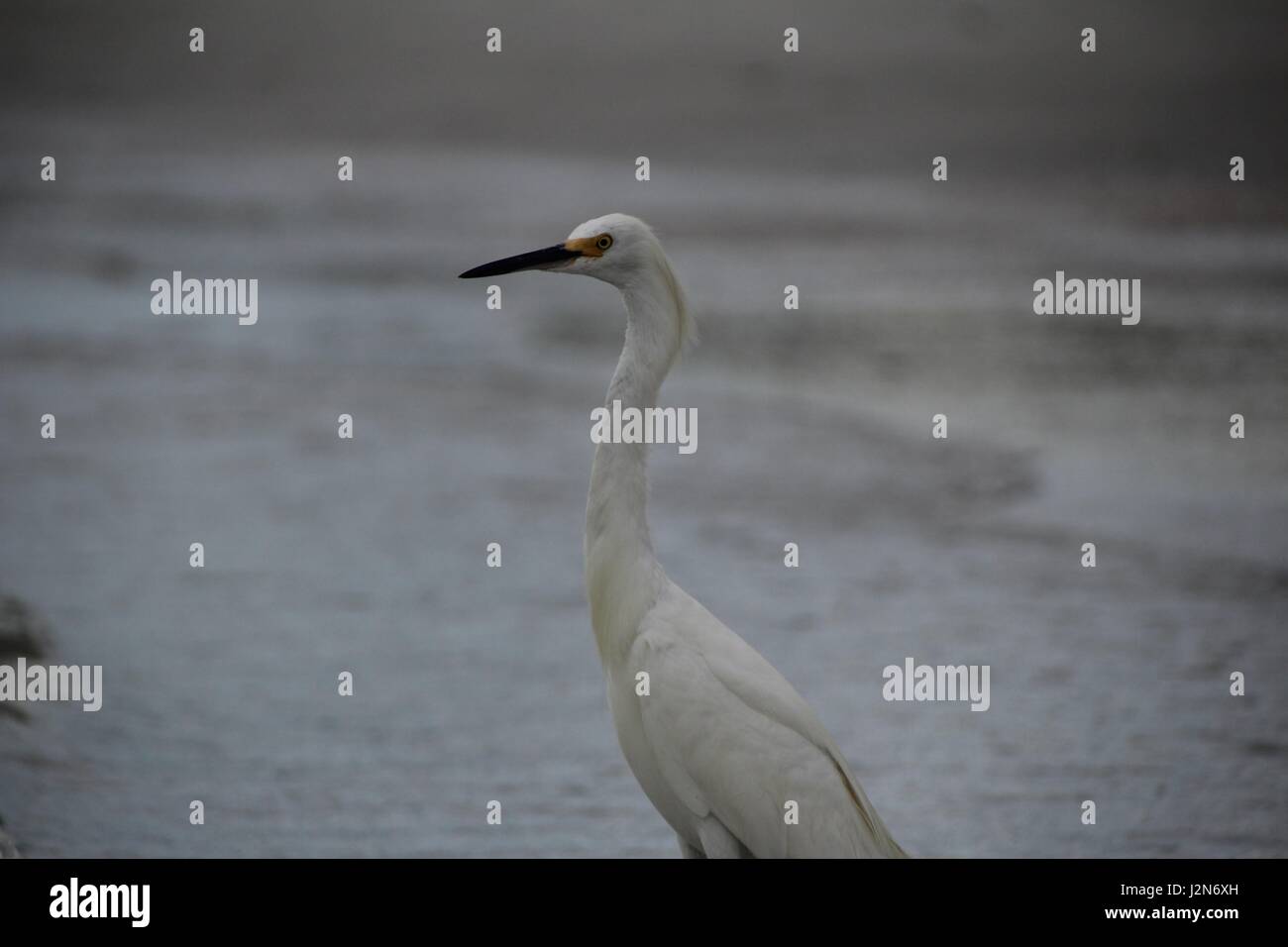 A Great Blue Heron During it's white morph, standing by the sea. Stock Photo