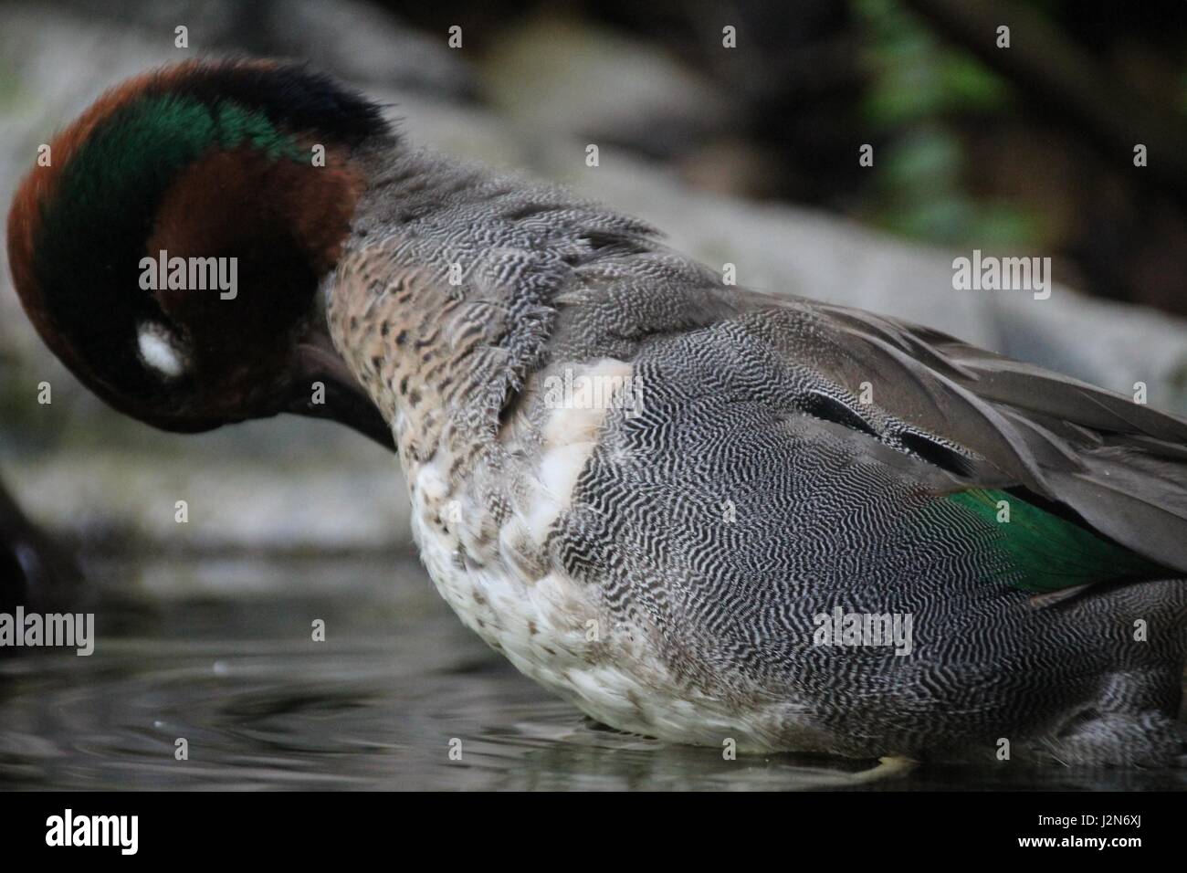 A green wing teal grooming as it sits in water. Stock Photo