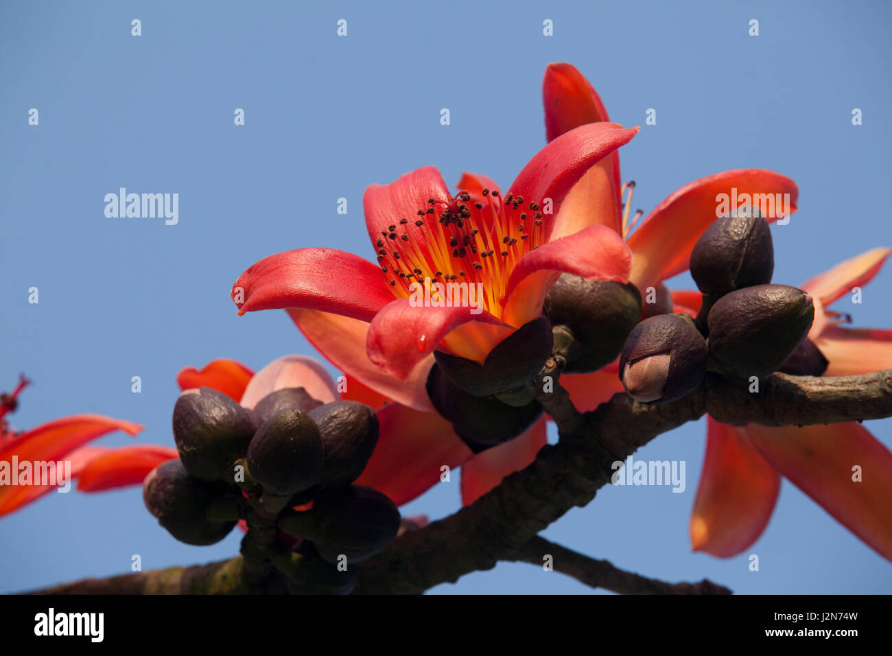 Red Silk Cotton flower also known as Bombax Ceiba, Shimul. Dhaka, Bangladesh Stock Photo Alamy