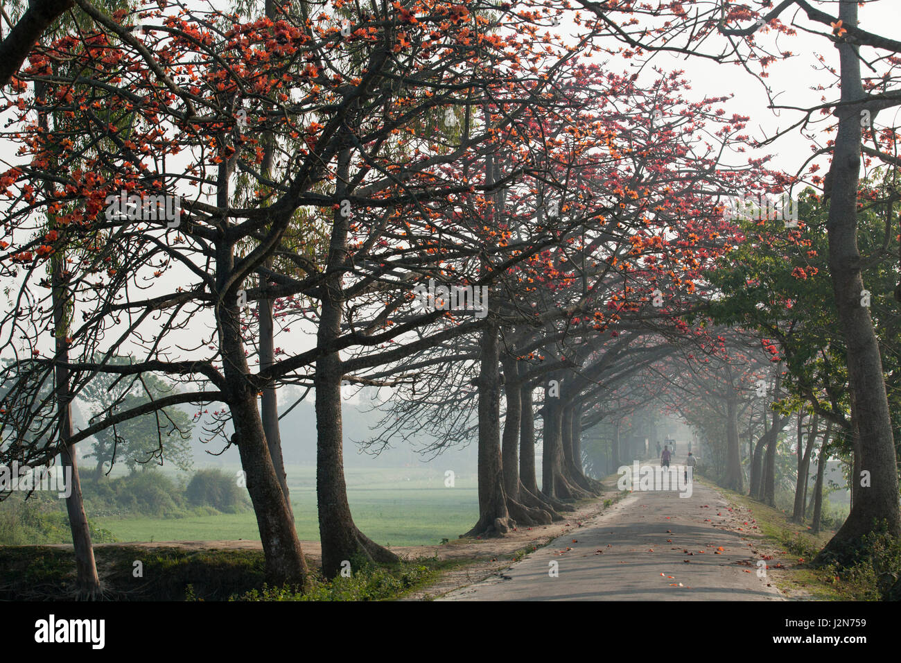 Red Silk Cotton flower trees also known as Bombax Ceiba, Shimul both ...