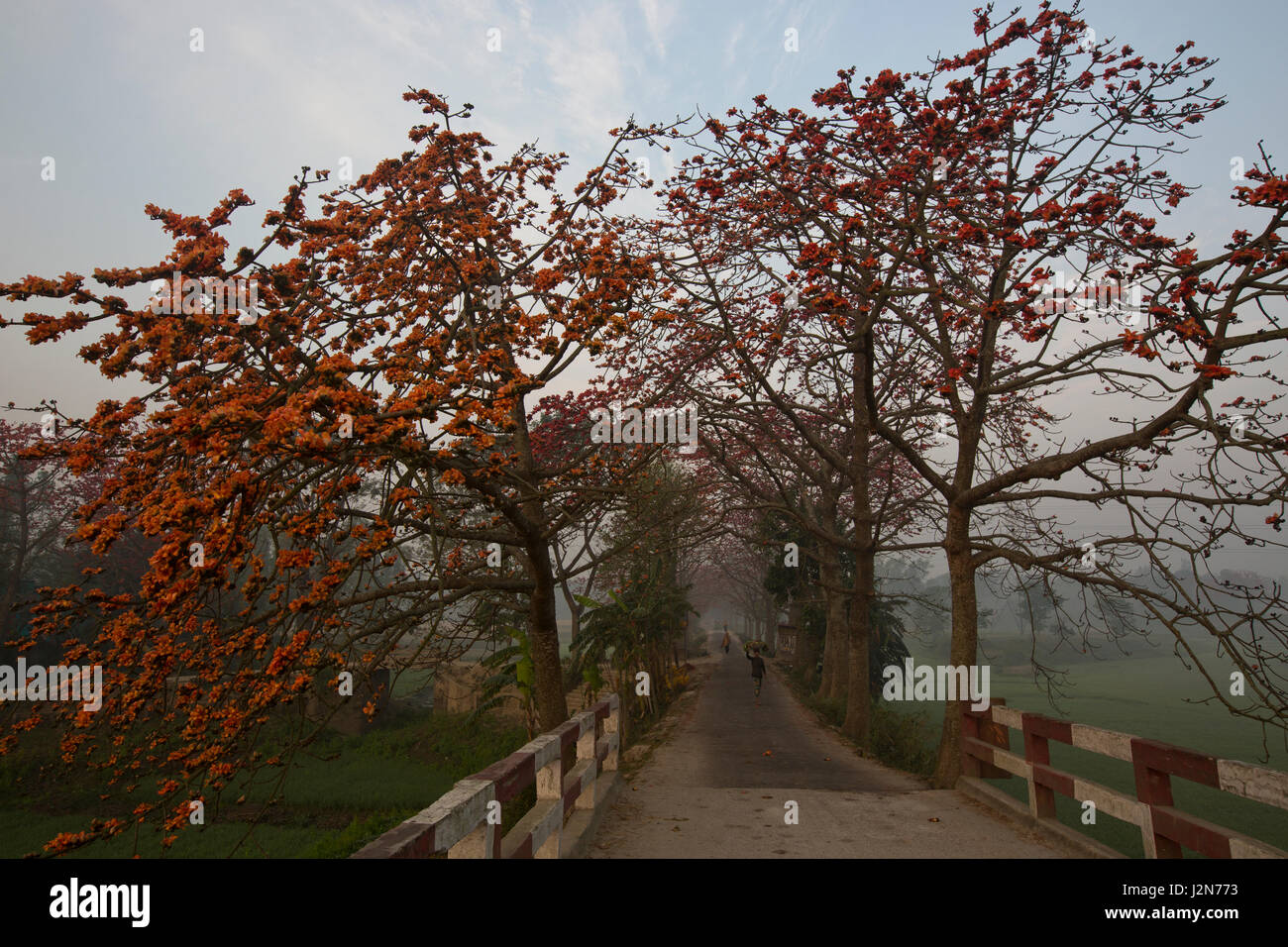 Red Silk Cotton flower trees also known as Bombax Ceiba, Shimul both sides of a road. Dhaka, Bangladesh. Stock Photo