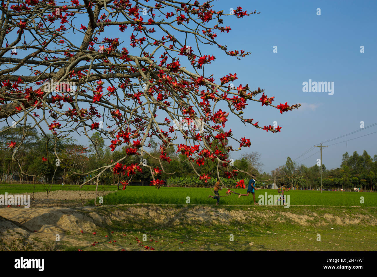 Red Silk Cotton flower tree also known as Bombax Ceiba, Shimul. Dhaka, Bangladesh. Stock Photo