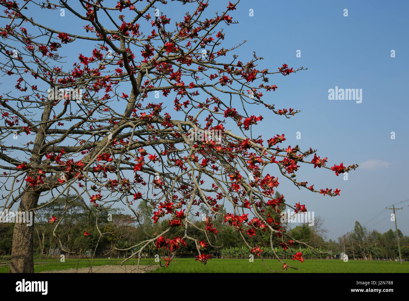 Red Silk Cotton flower tree also known as Bombax Ceiba, Shimul. Dhaka, Bangladesh. Stock Photo