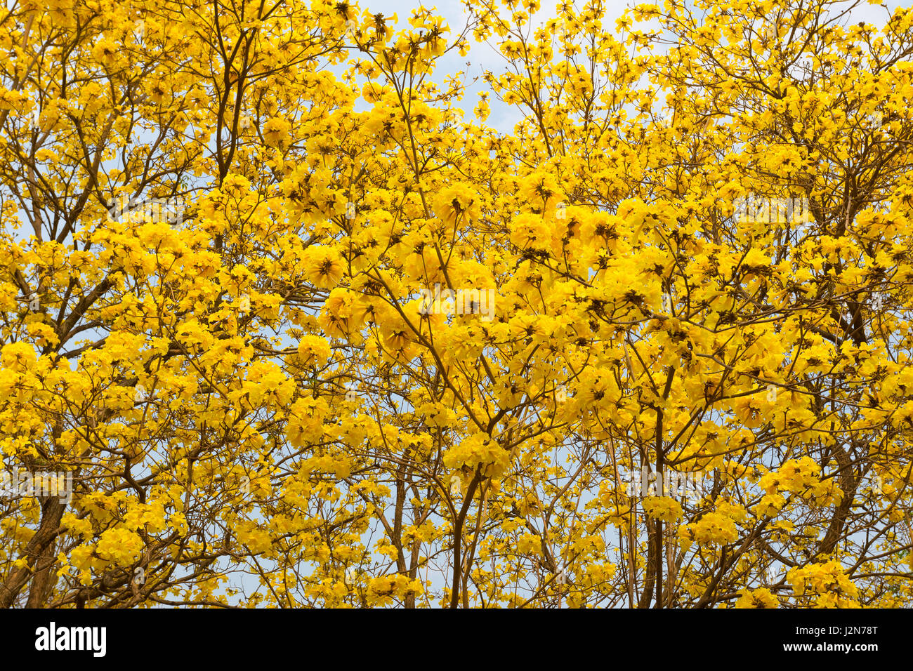 Flowers of Golden Trumpet trees, or tabeguia, in full bloom against partly cloudy sky Stock Photo