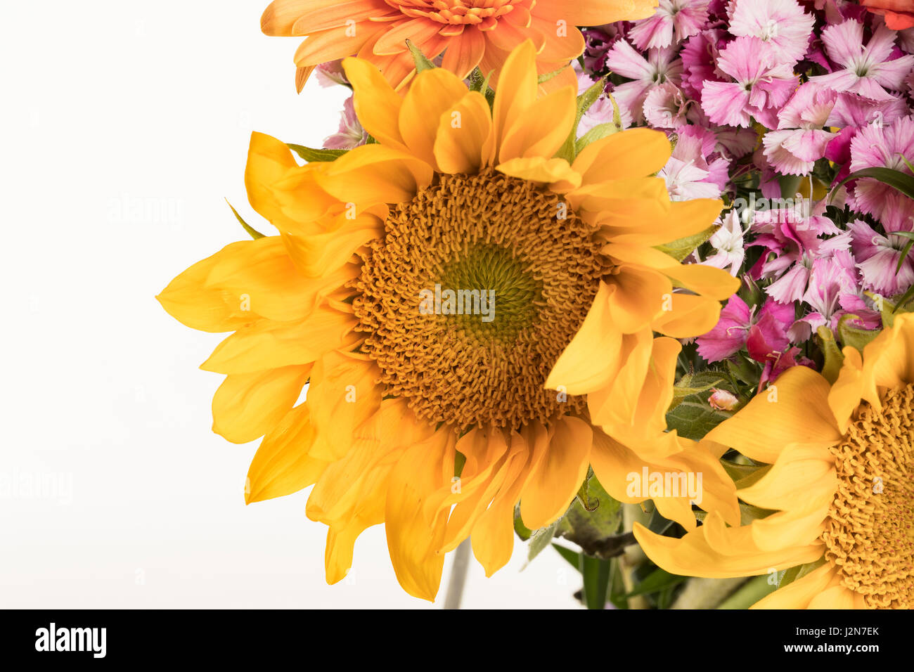 Sunflower in bouquet isolated on white background Stock Photo - Alamy