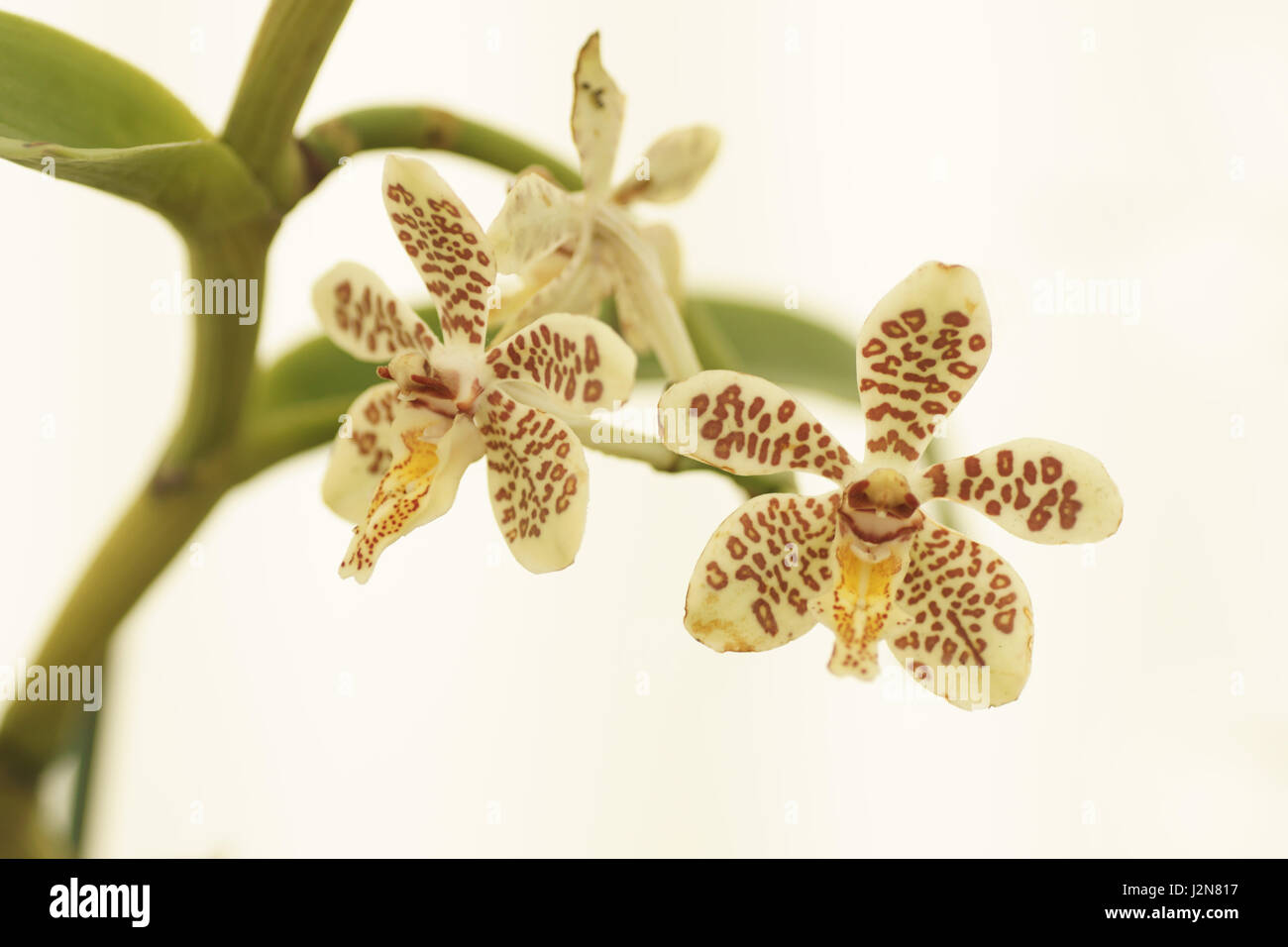 Staurochilus guibertii Stock Photo