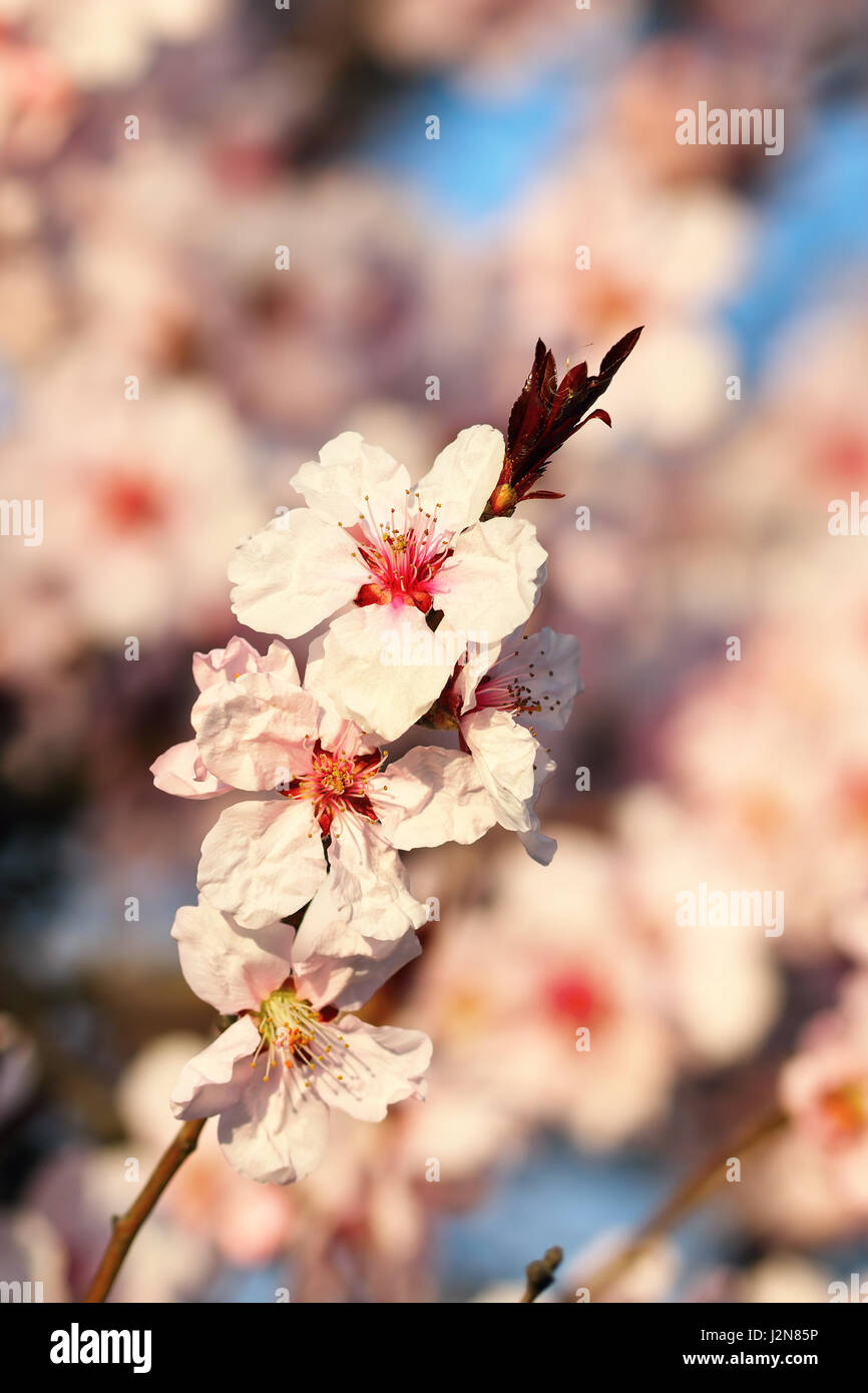 beautiful japanese cherry tree flowers over colorful violet out of focus background Stock Photo