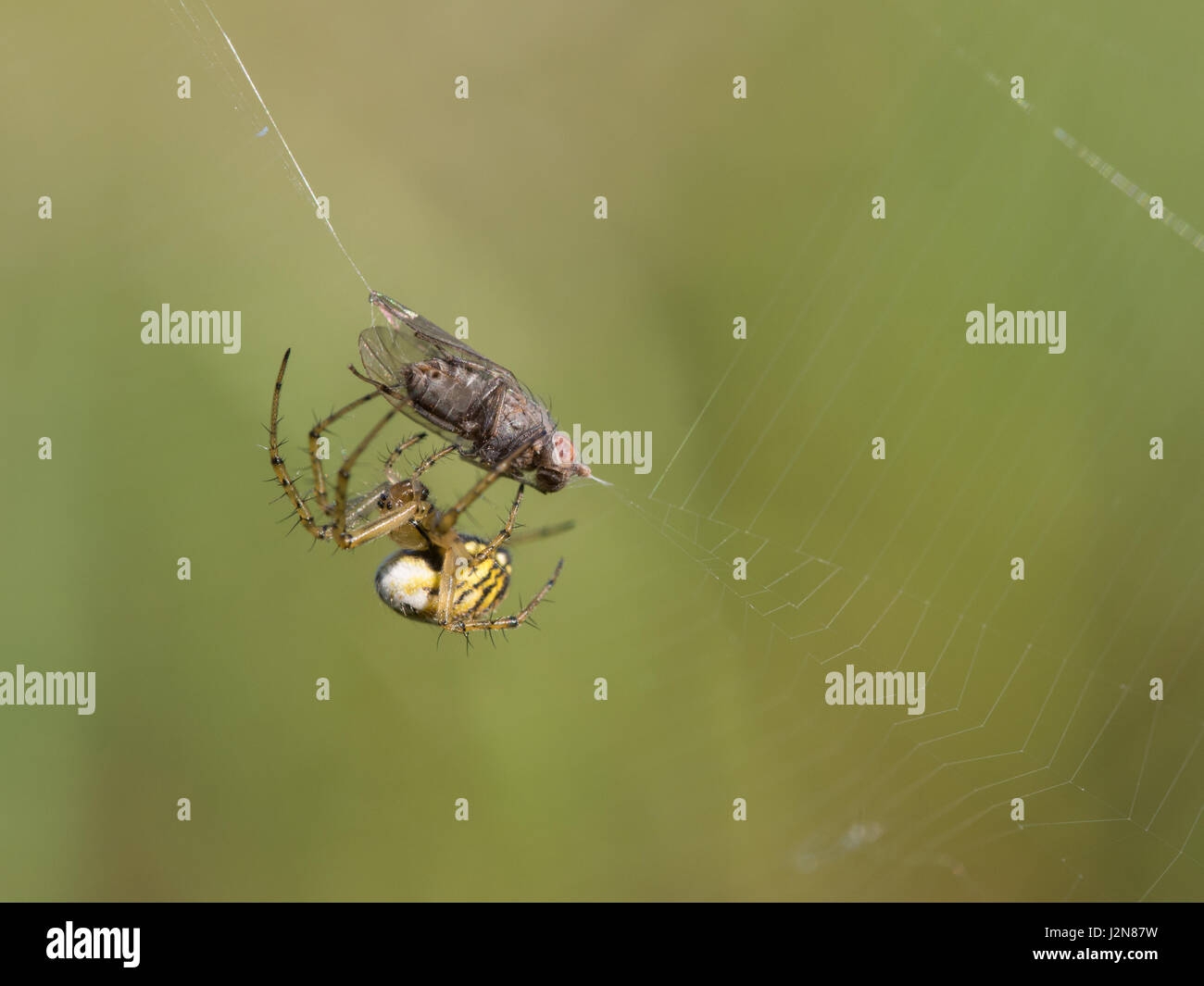 Spider, Mangora acalypha Stock Photo