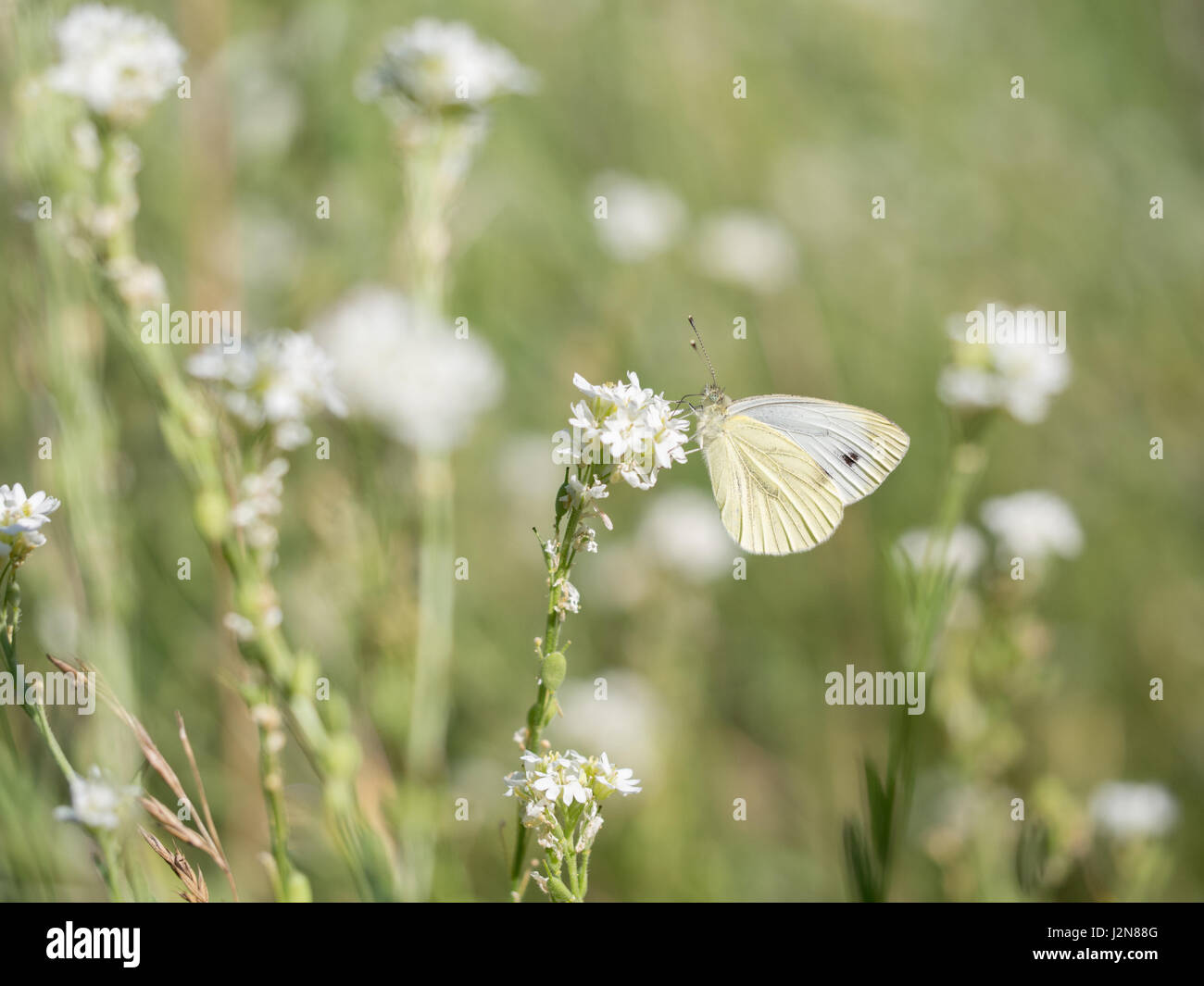 Large white, Pieris brassicae Stock Photo