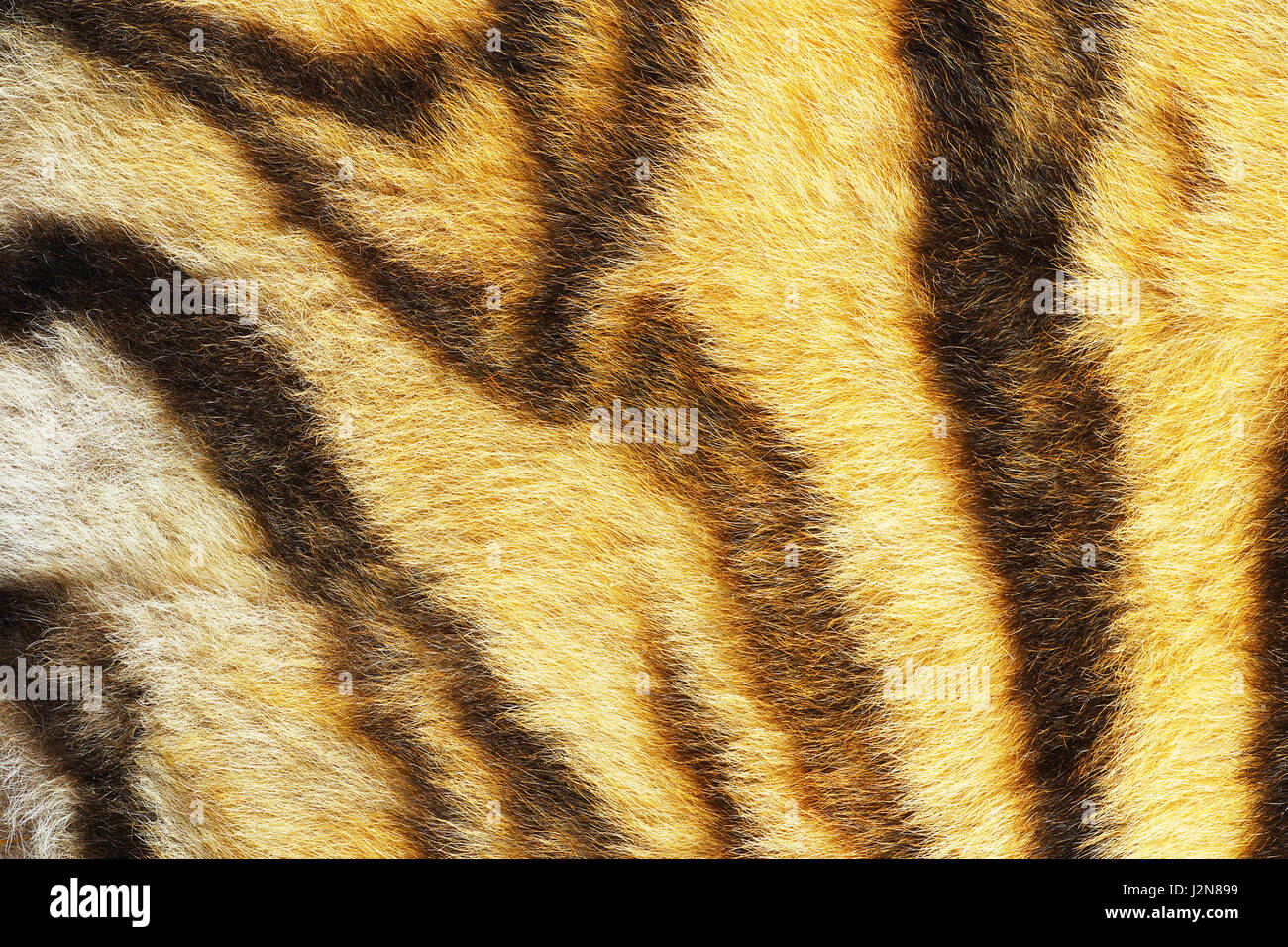 close up of real tiger stripes, animal pelt texture Stock Photo
