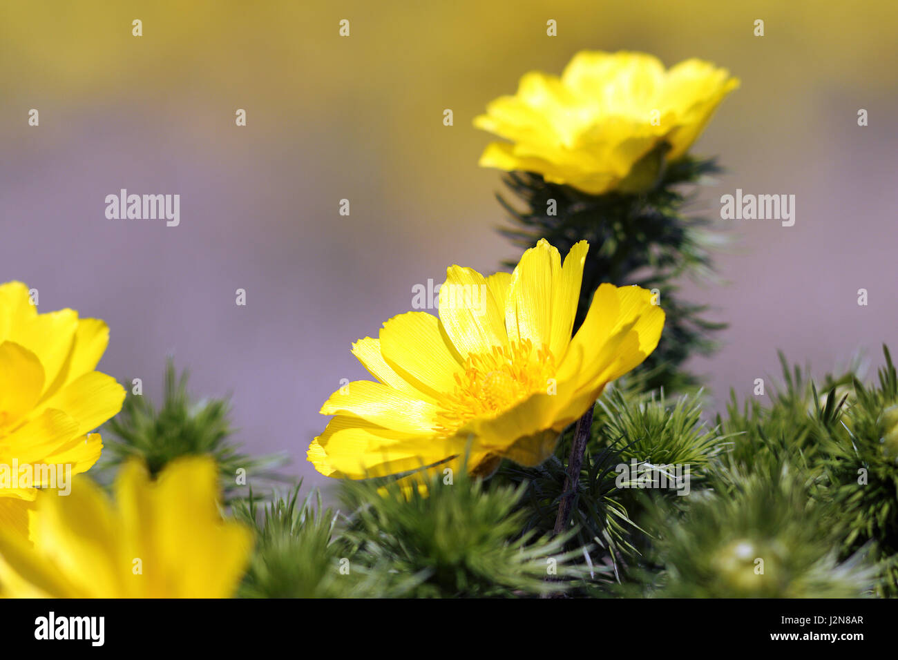 detail of Adonis vernalis, one of the first spring flowers ( yellow pheasant's eye ) Stock Photo