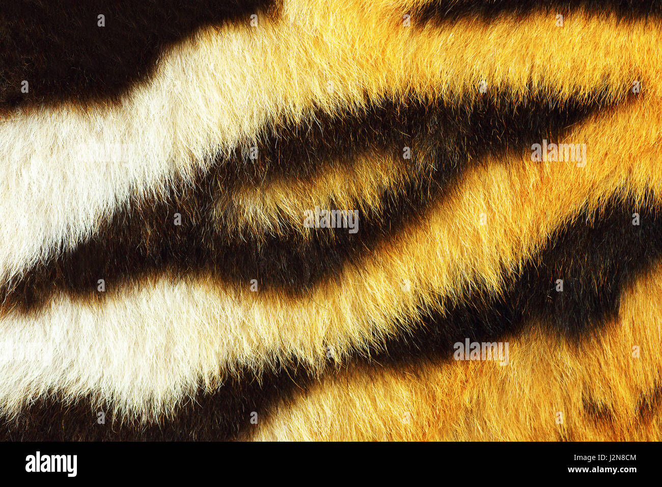 detail of tiger fur texture ready for your design, beautiful black stripes Stock Photo