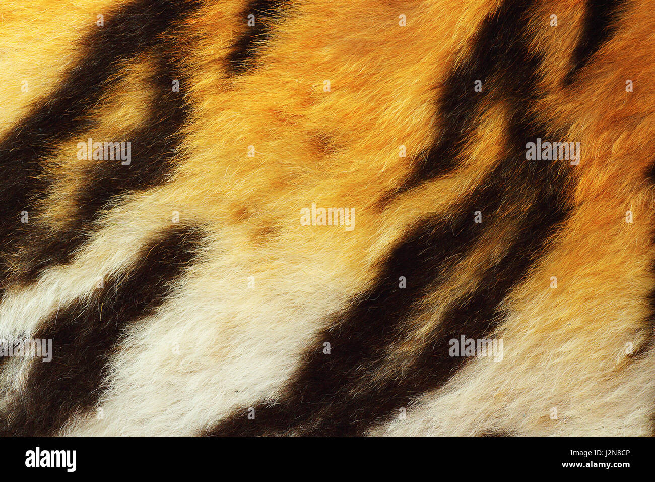 detail of tiger fur, close up of real wild animal pelt Stock Photo