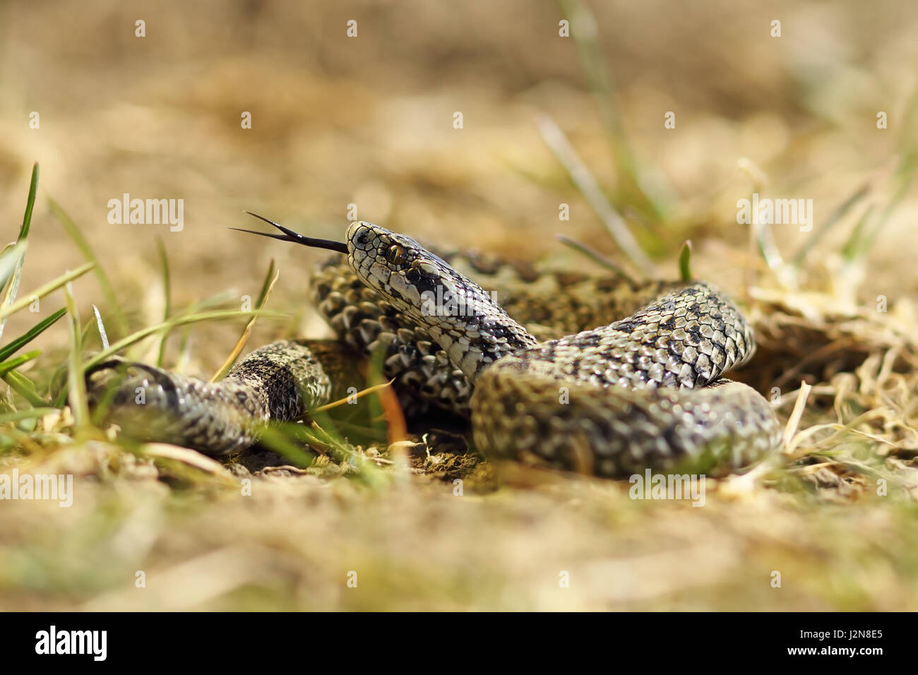 beautiful male meadow viper ready to bite, this is one of the rarest species of snakes in Europe, listed as endangered in IUCN list ( Vipera ursinii r Stock Photo