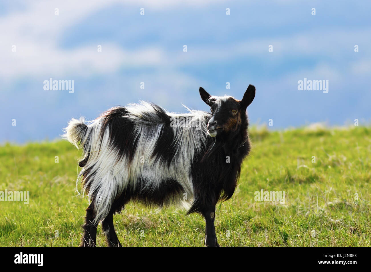 mottled goat standing on green lawn at the farm, looking at the camera Stock Photo