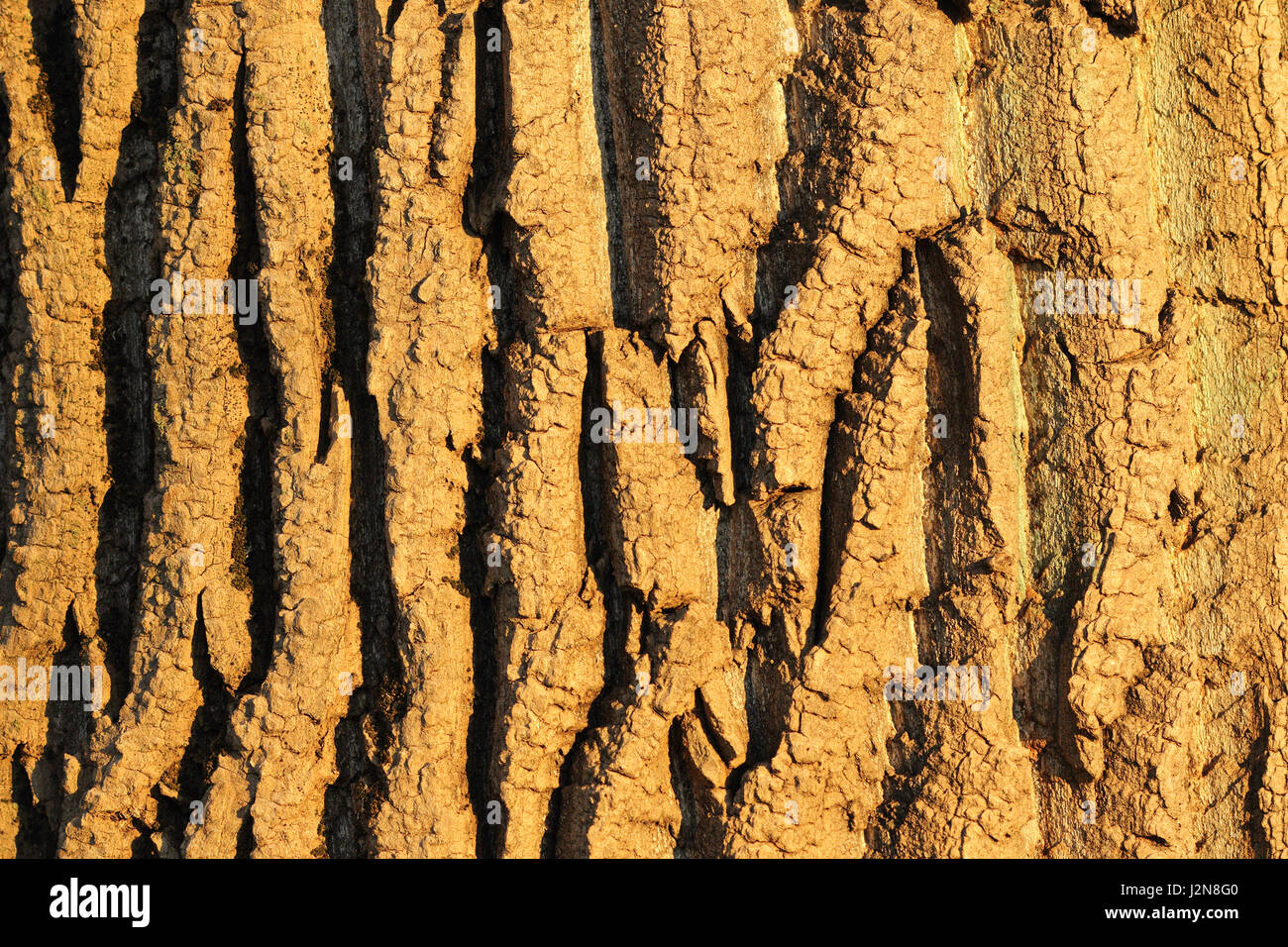 tree bark texture ready for your design Stock Photo Alamy