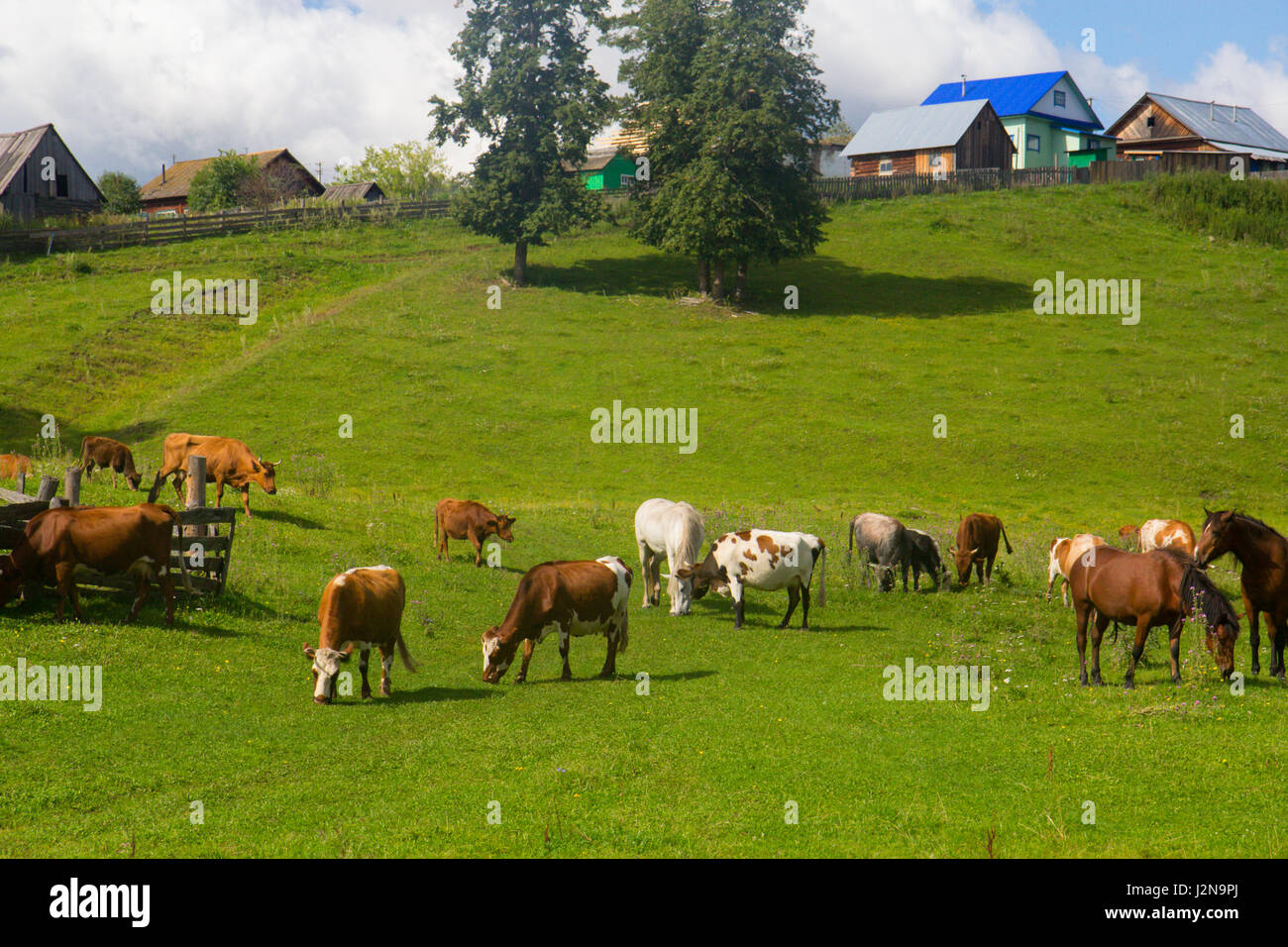 Horse and cow graze in a meadow near the village Stock Photo