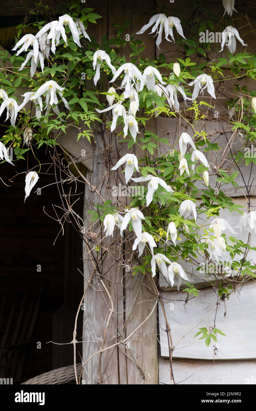White spring flowers of the hardy climber, Clematis alpina 'White Columbine' Stock Photo