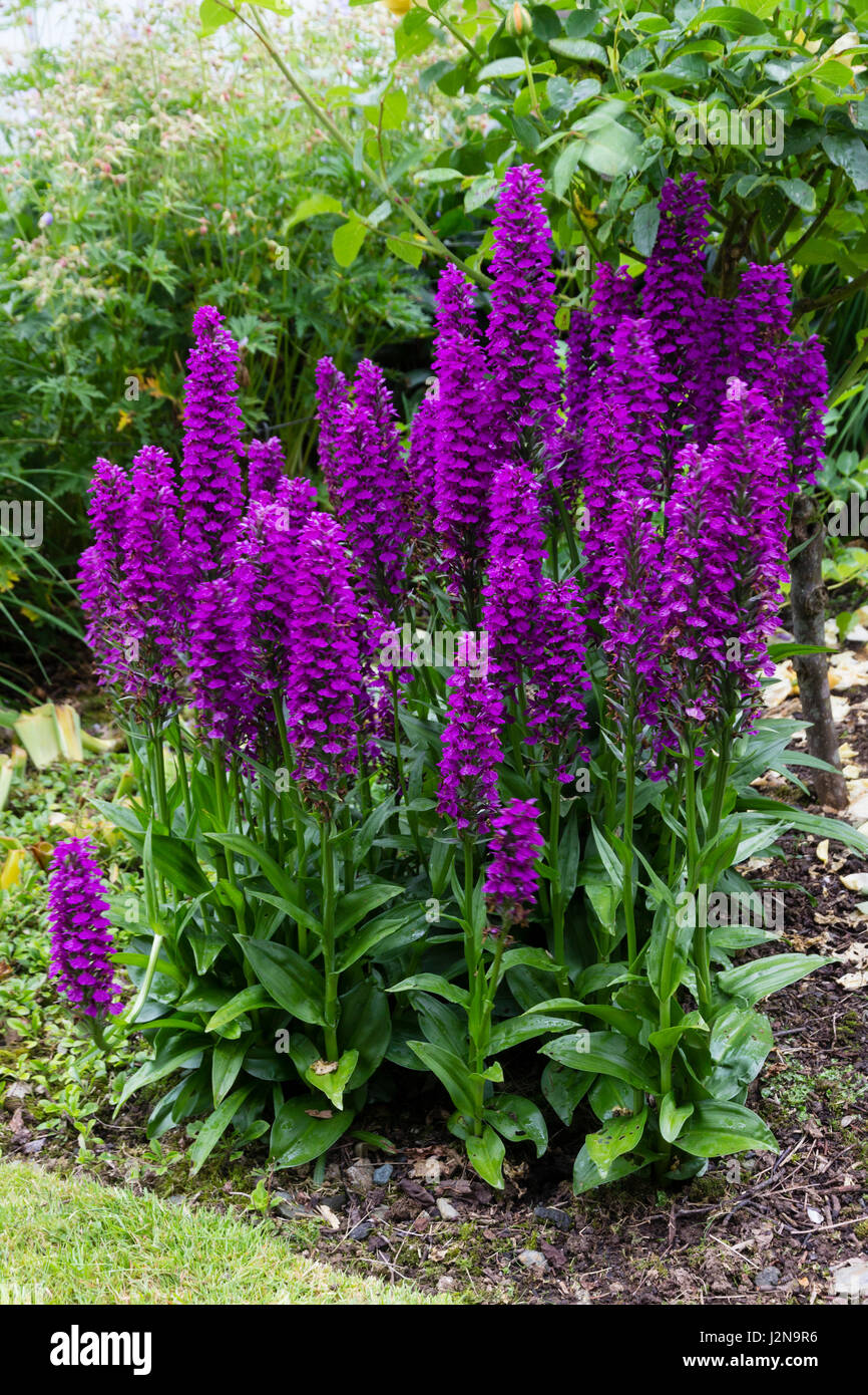 Rich purple flowers in the spikes of the Madeiran orchid, Dactylorhiza foliosa Stock Photo