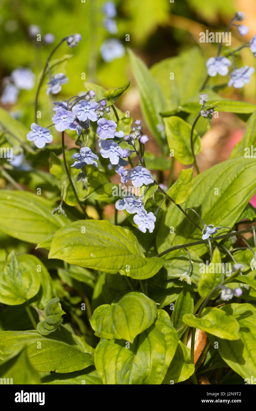 Blue spring flowers of the small, shade tolerant, navelwort, Omphalodes cappadocica 'Cherry Ingram' Stock Photo