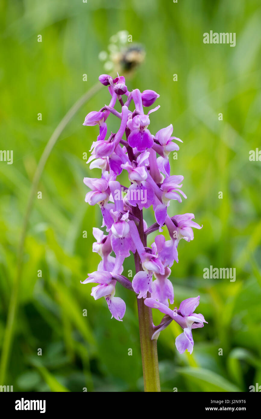 Pale pink form of the early flowering UK native terrestrial orchid, Orchis mascula Stock Photo