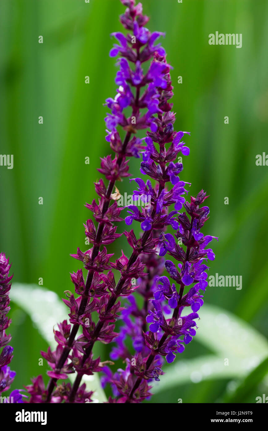 Upright spikes of purple flowers of the Balkan clary, Salvia nemorosa 'Caradonna' Stock Photo