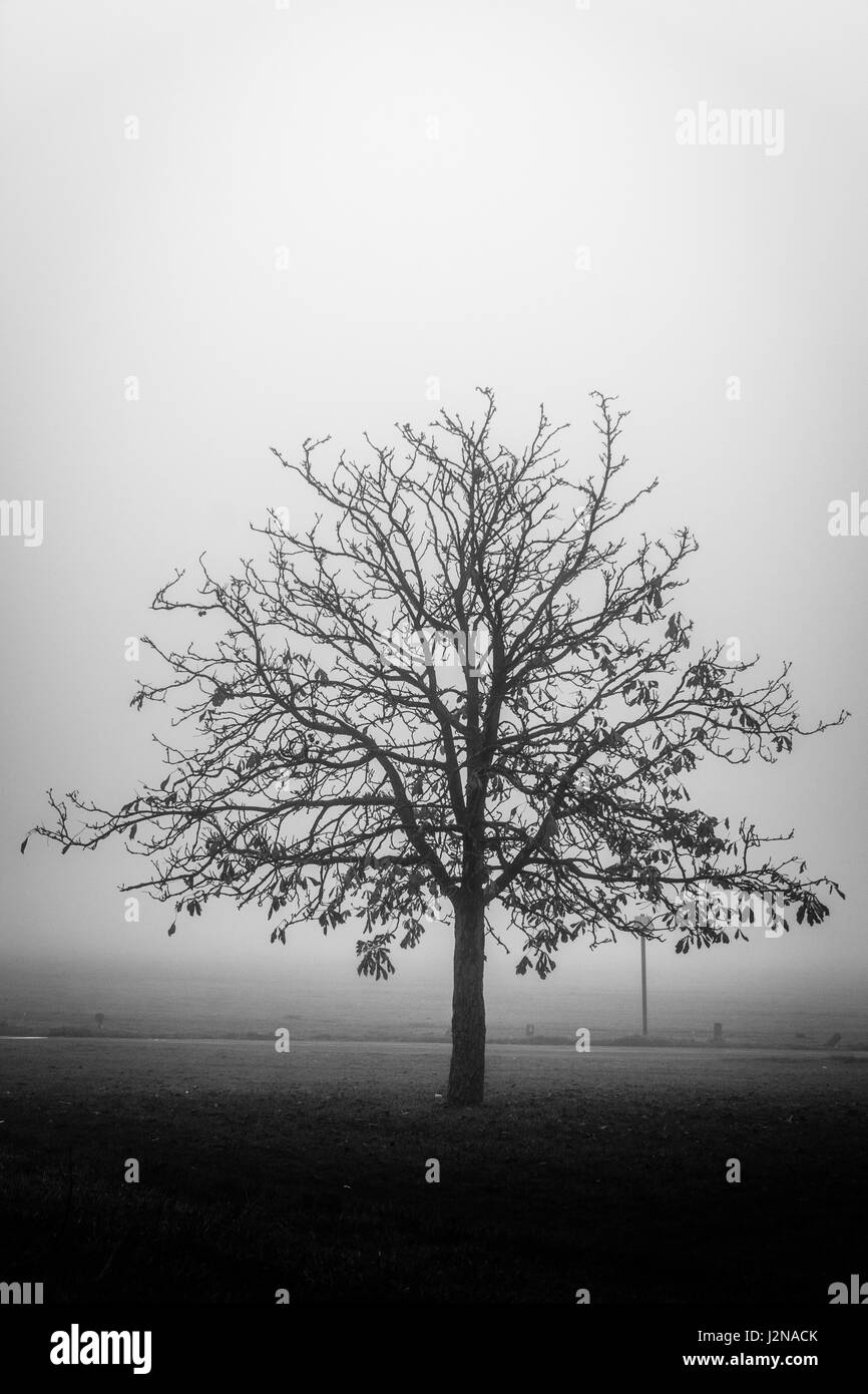 Cold london park scenic Black and White Stock Photos & Images - Alamy