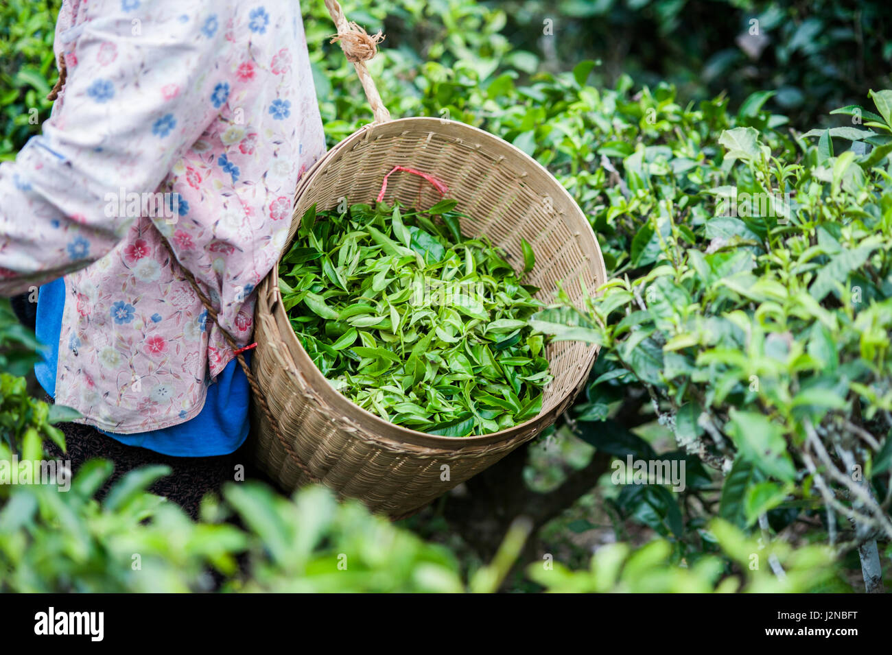 Tea harvester hires stock photography and images Alamy