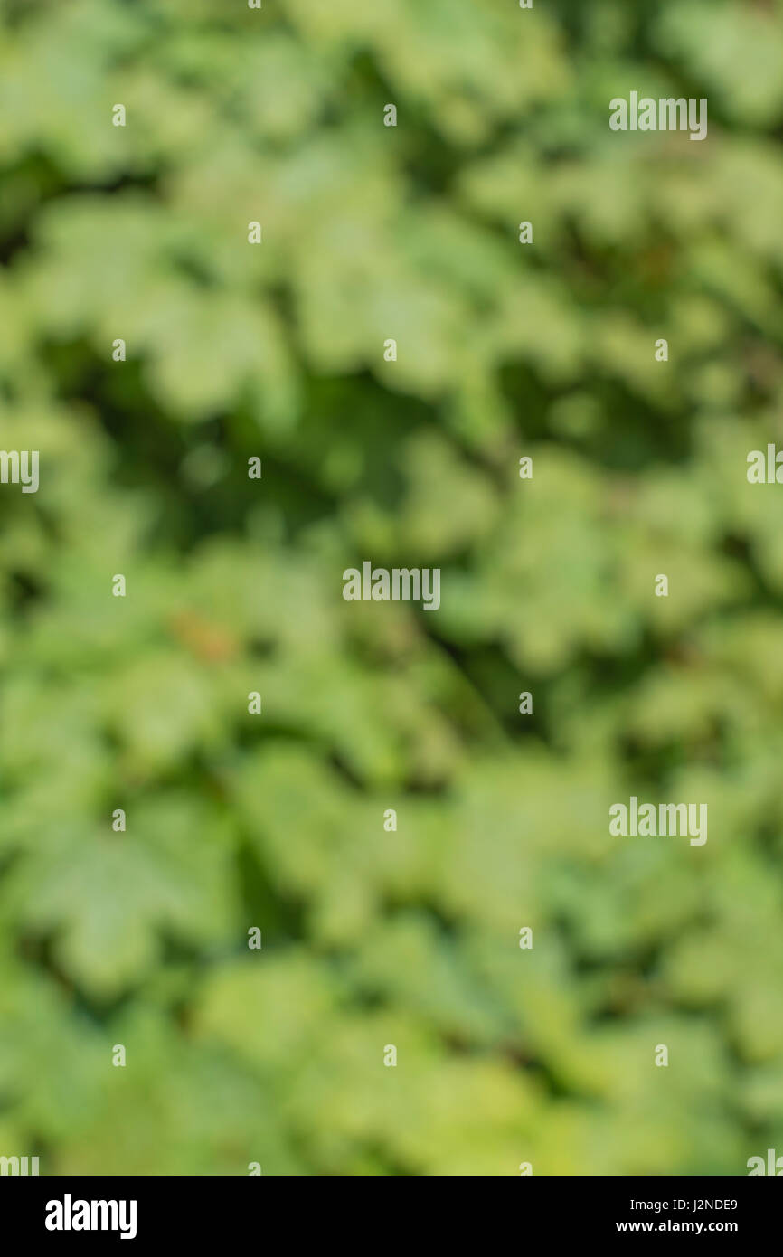 Abstract green texture hi-res stock photography and images - Alamy