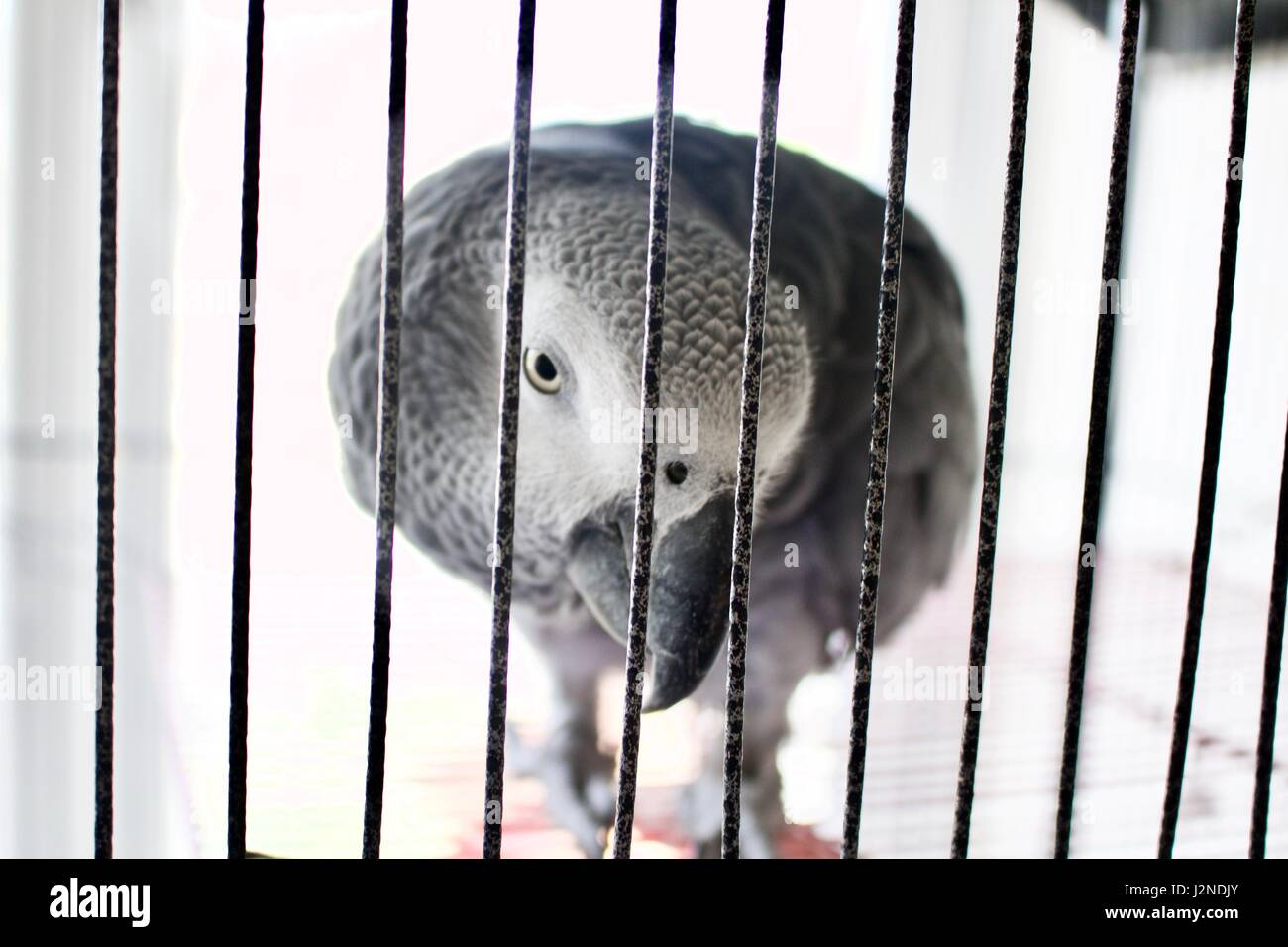 Sad parrot in cage Stock Photo Alamy