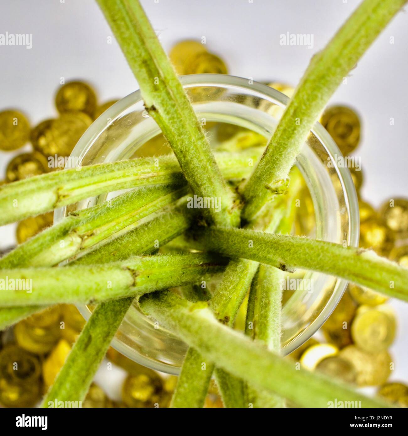 Green plants in water and gold money Stock Photo