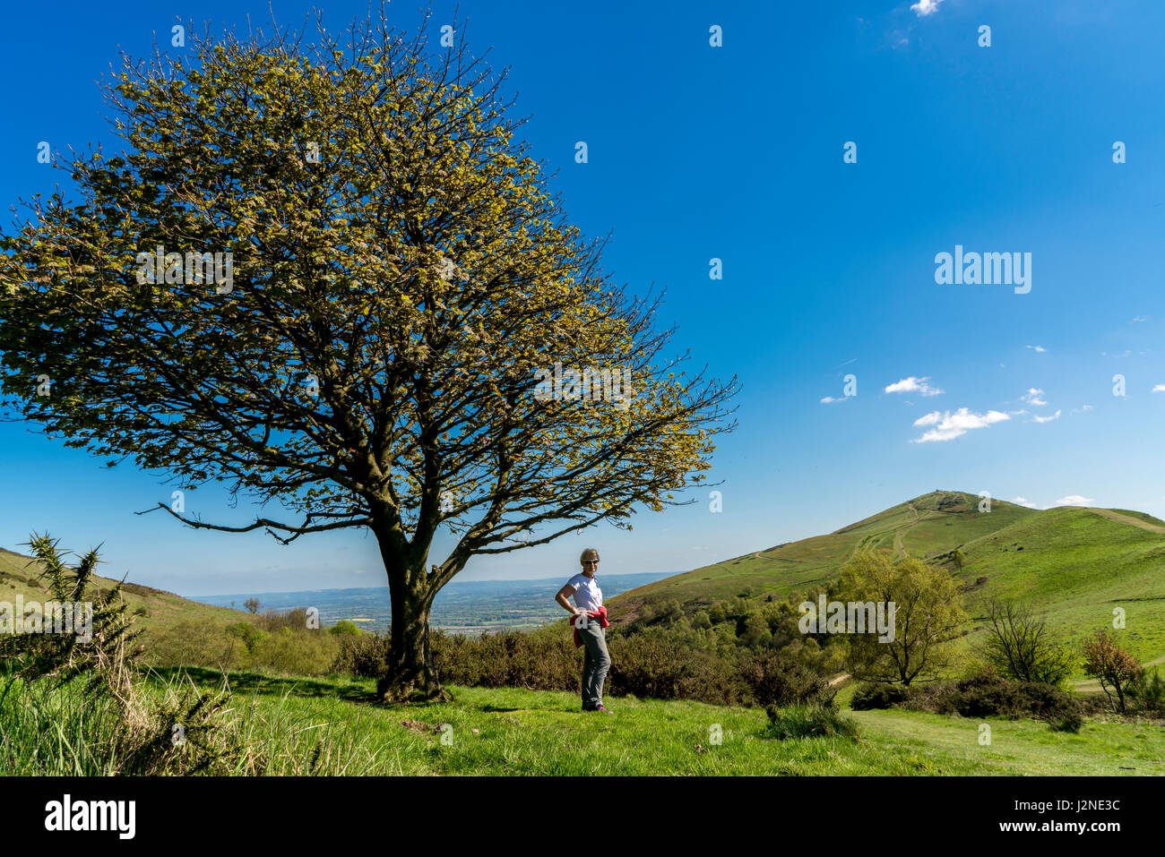 An attractive older woman standing under a tree looking towards the Worcestershire Beacon on the Malvern Hills in Worcestershire. Stock Photo