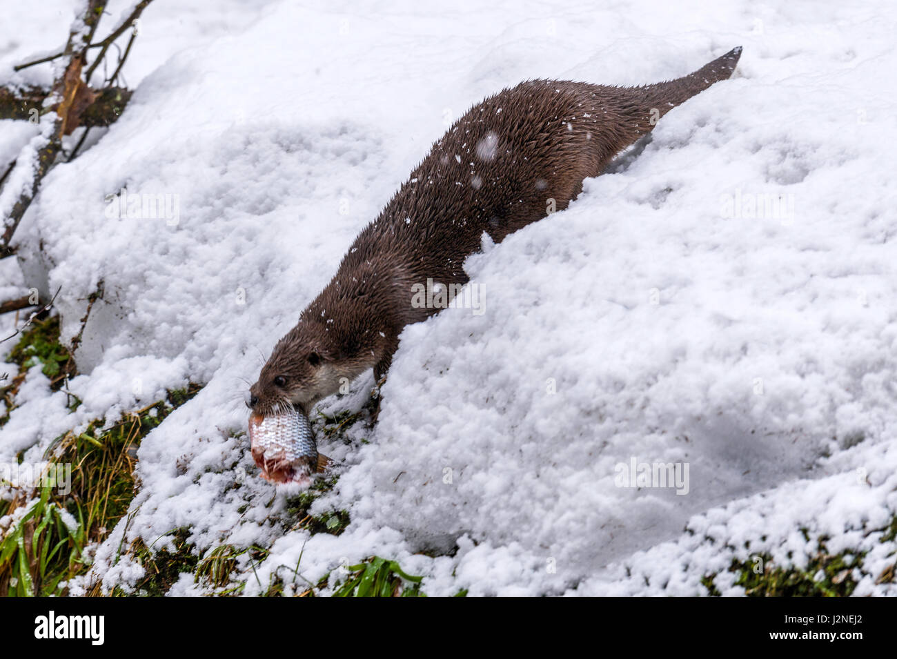 Beautiful Eurasian Otter (Lutra lutra) depicted carrying fish bait in its mouth in a winter snow drift. Stock Photo